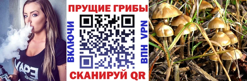 дарк нет официальный сайт  Азнакаево  Галлюциногенные грибы Psilocybe 